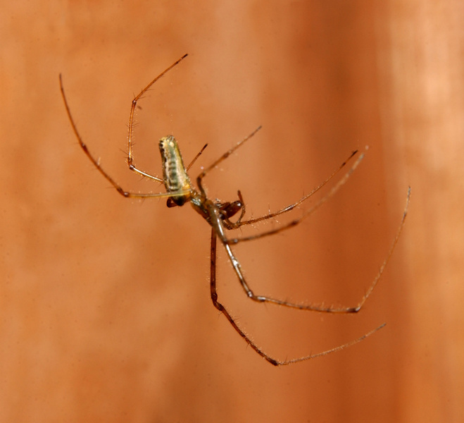 Tetragnathidae