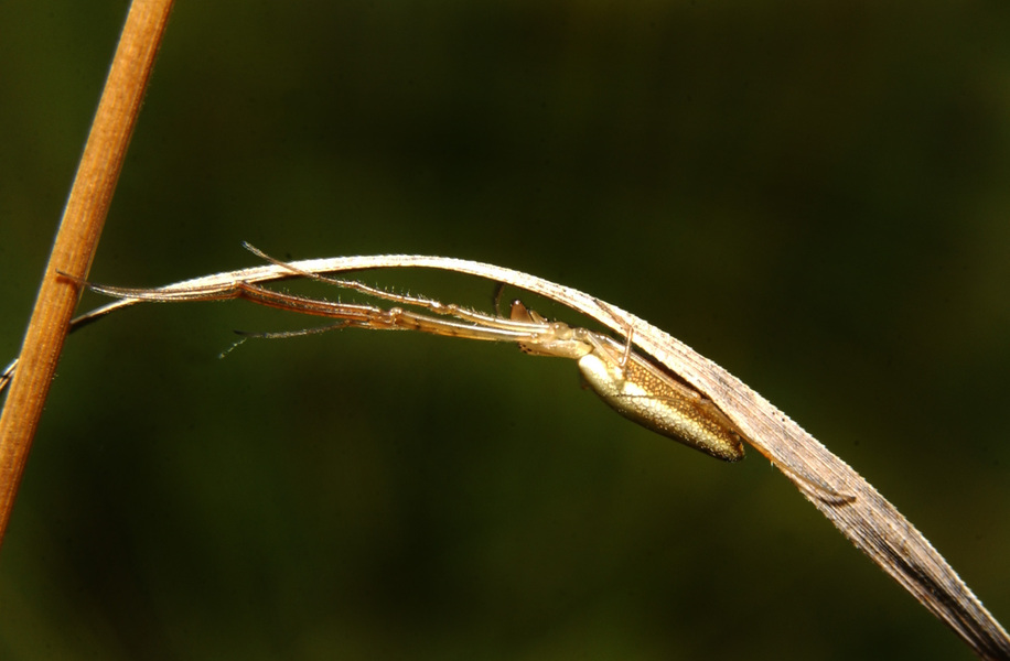 Tetragnathidae