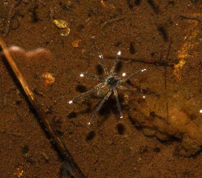 Eumetazoa