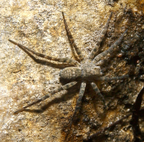 Arachnida