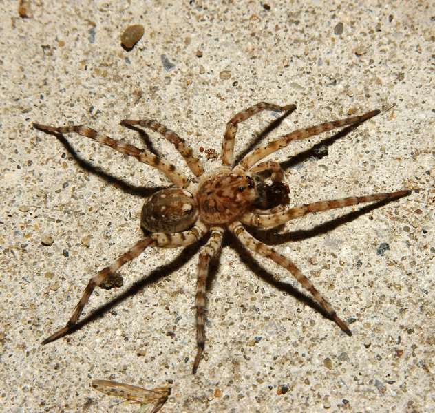 Chelicerata