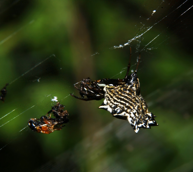 Micrathena gracilis