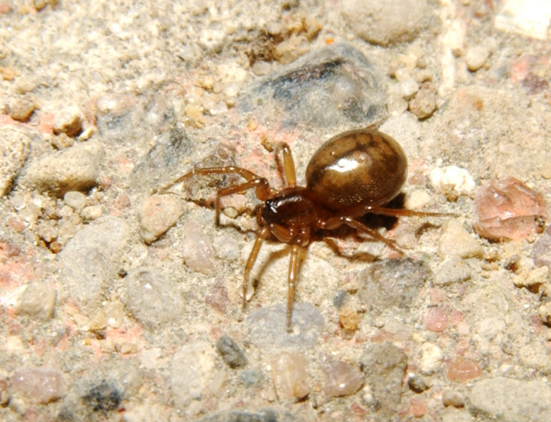 Arachnida