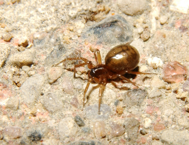 Photo of Theridiidae