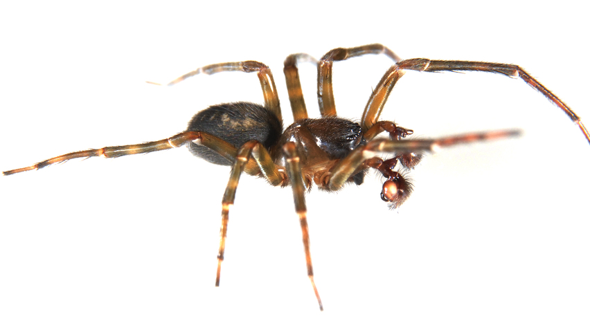 Photo of Lycosidae