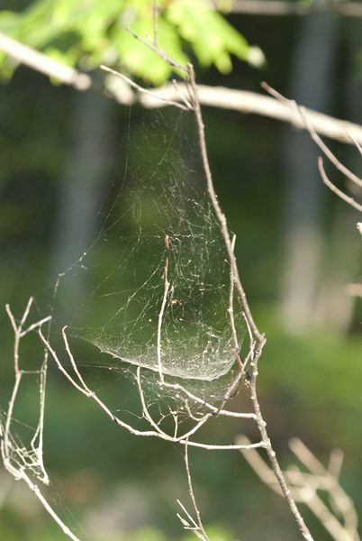 spiderweb8722