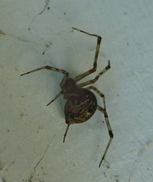 Theridiidae