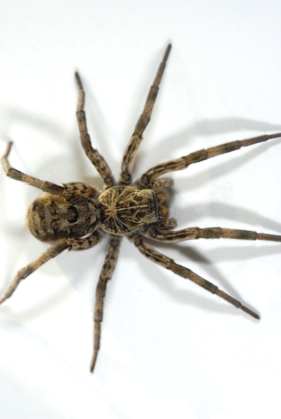 Arachnida