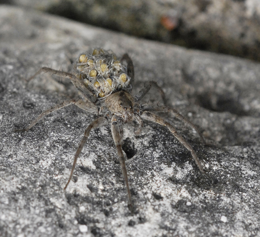 Photo of Lycosidae