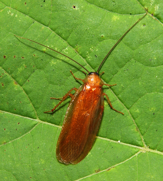 Insecta