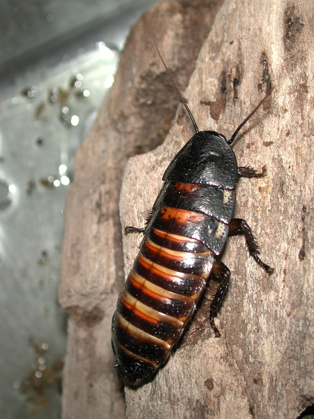 Blaberidae