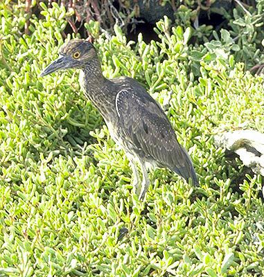 Ciconiiformes