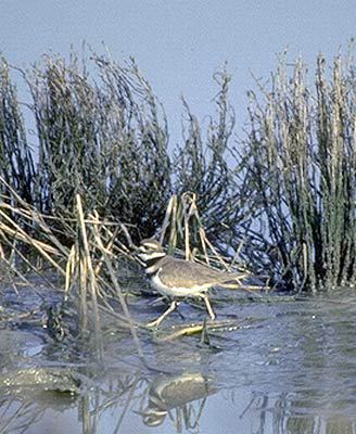 Charadriiformes