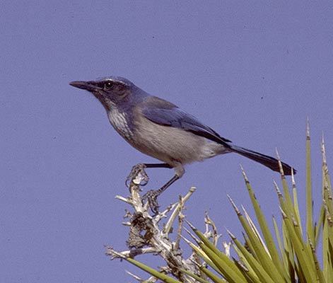 Aphelocoma californica