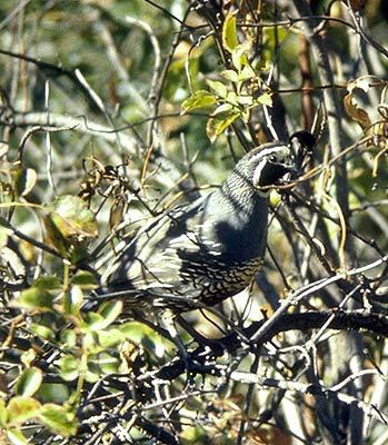 Galliformes