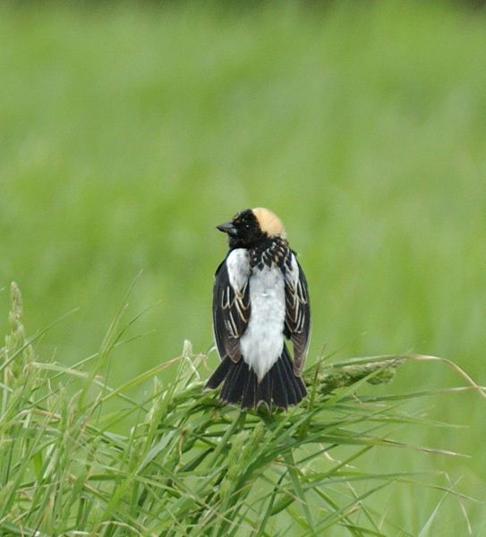 Dolichonyx oryzivorus