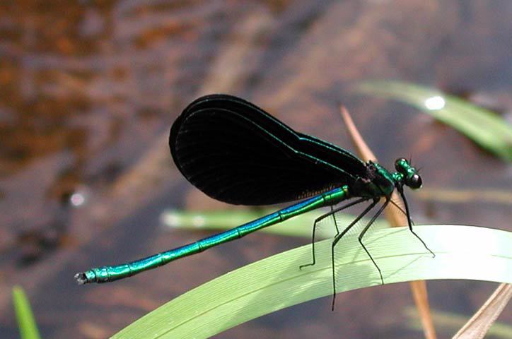 calopteryx_maculata3