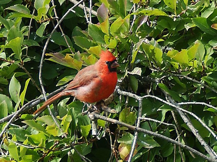 Cardinalis cardinalis