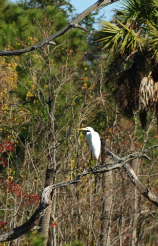 Ciconiiformes