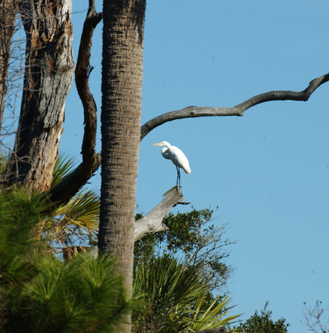 Ciconiiformes