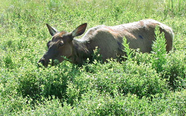 Cervus elaphus