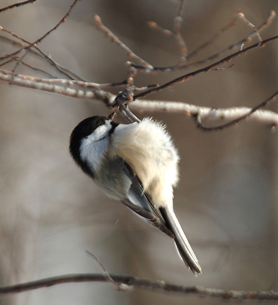 chickadee