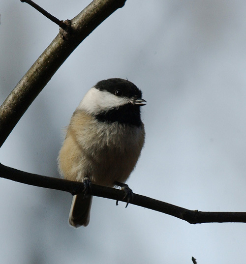 Parus atricapillus