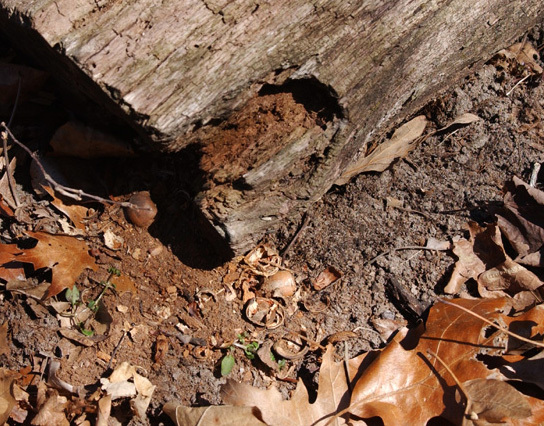 chipmunk_gnawing