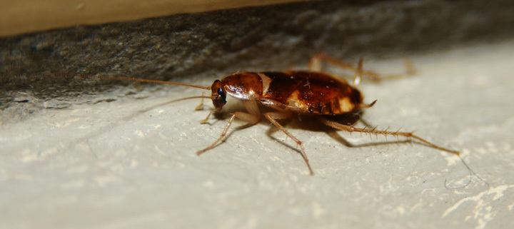 Blattodea