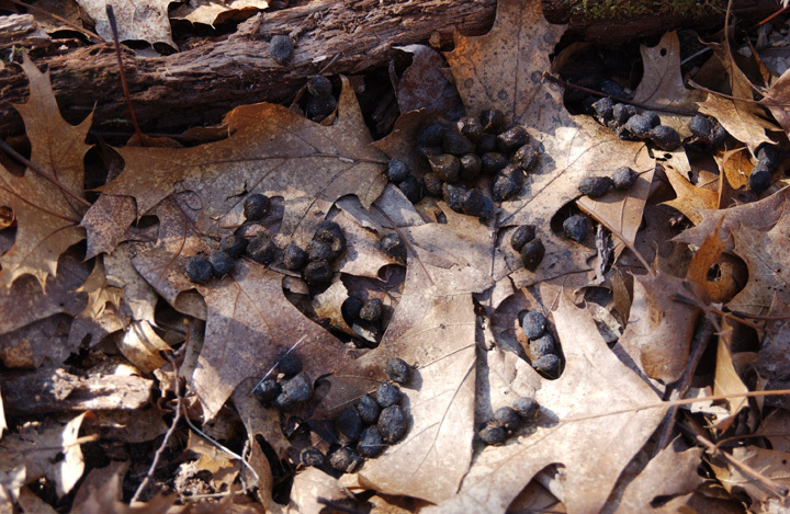 Odocoileus virginianus