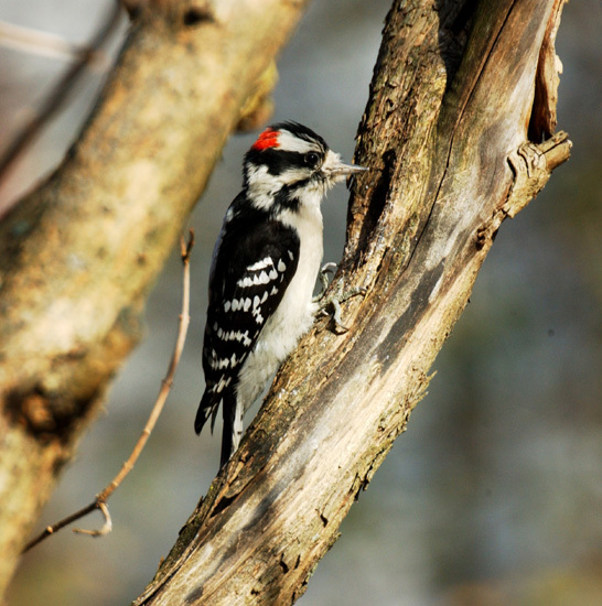 Picoides pubescens