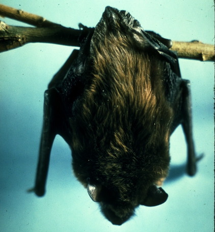 Chiroptera