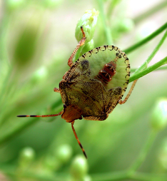 Pentatomoidea