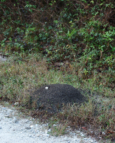 fire_ant_mound1