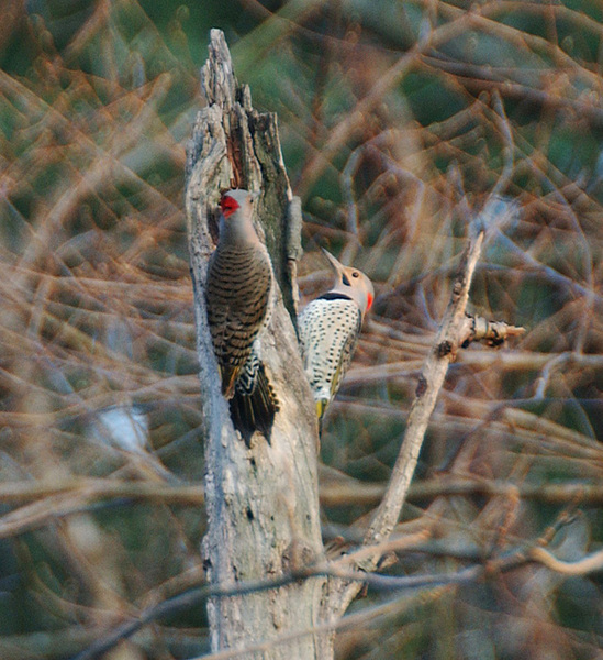 Piciformes