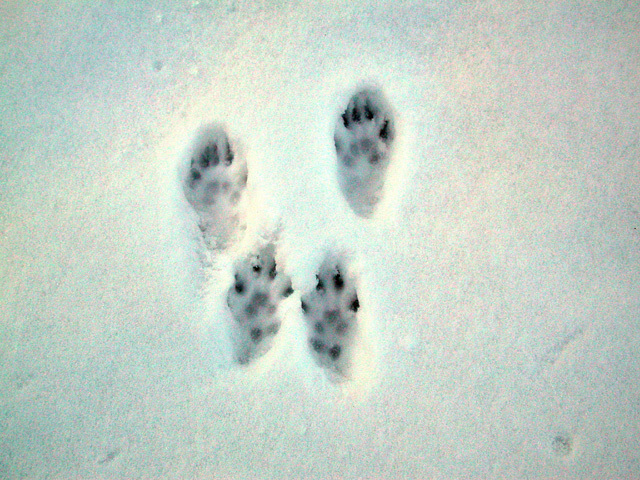 fox_squirrel4_tracks