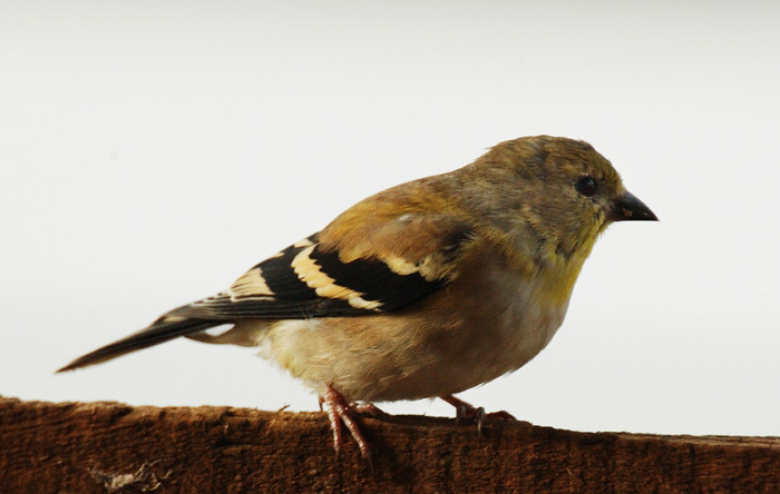 goldfinch_winter