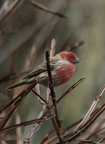 Carpodacus mexicanus