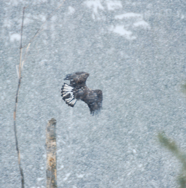 immature_eagle