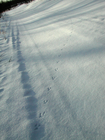 Peromyscus leucopus