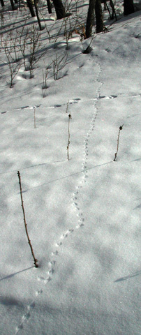 leucopus_tracks3