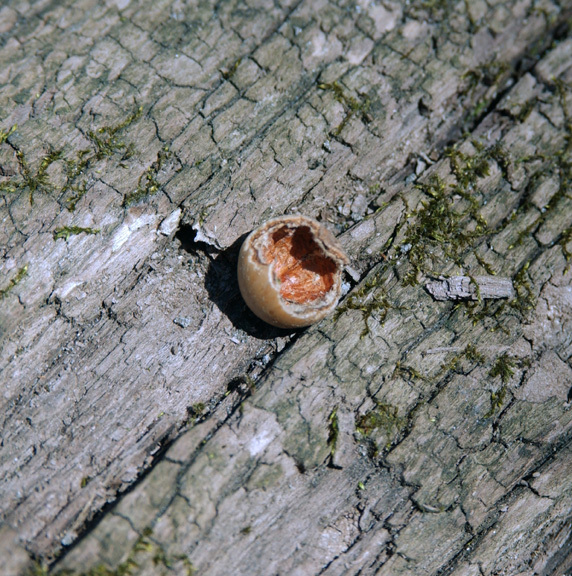 Peromyscus leucopus