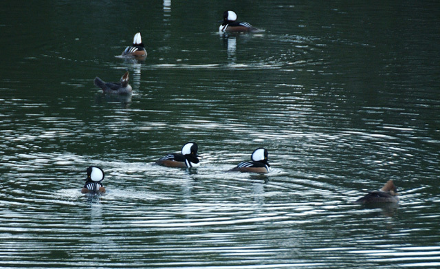 Anseriformes