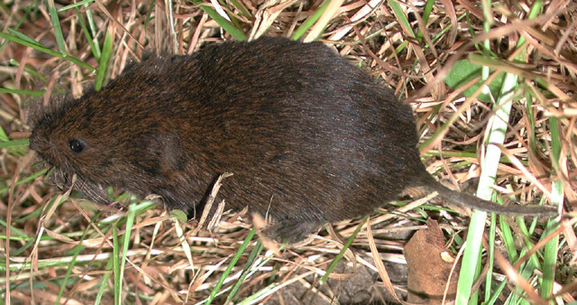 Rodentia