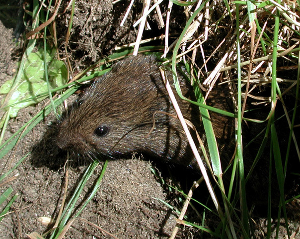 Cricetidae