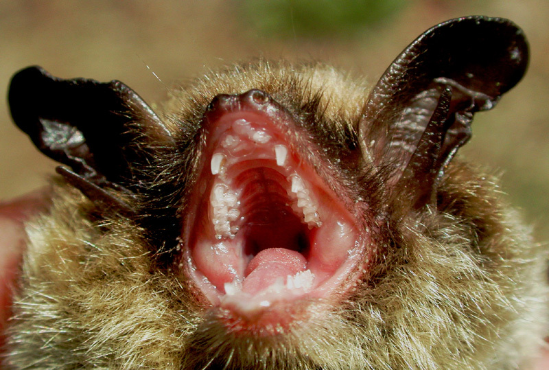 myotis_septentrionalis2