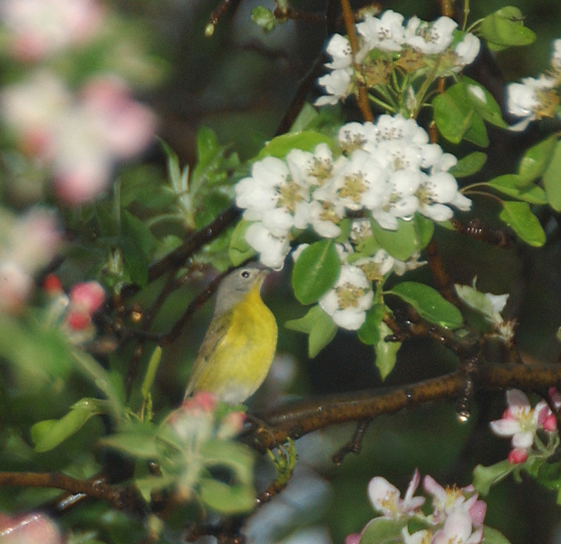 Passeriformes