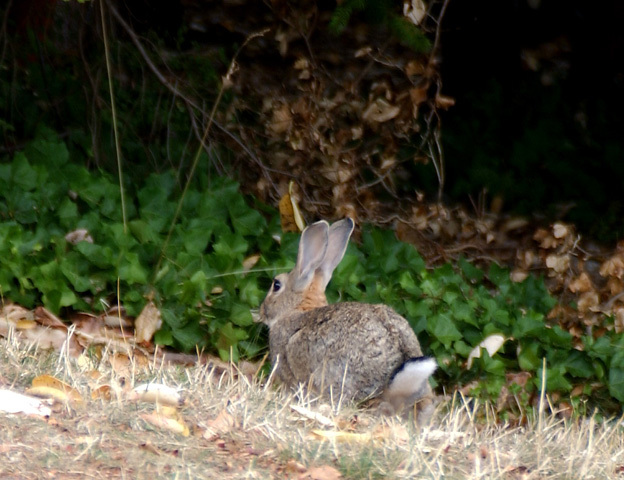 Lagomorpha