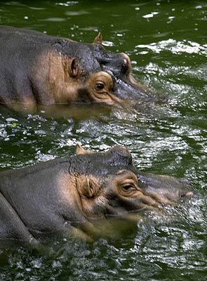 Hippopotamus