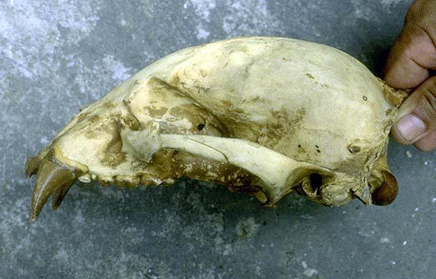 Craniata